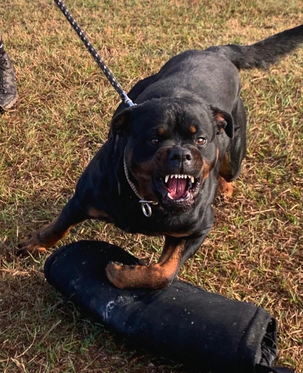 Pablo Rottweiler Alldogs Security Pablo Rottweiler Alldogs Security