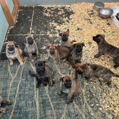 Puppies for sale 