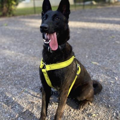 Protection Dog Dutch Shepherd