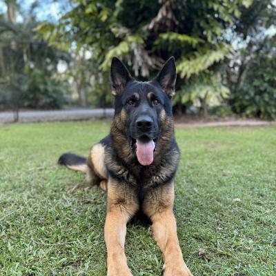 Protection German Shepherd