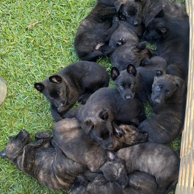 Puppies for sale