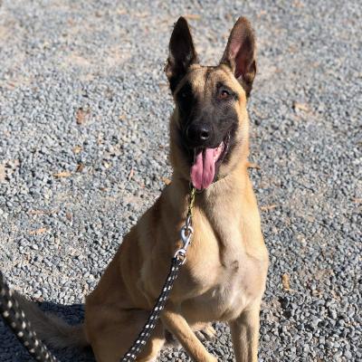 ODIN - working Malinois for sale