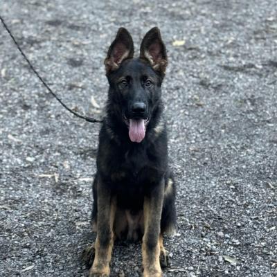 German Shepherd Protection Dog Security Dog 