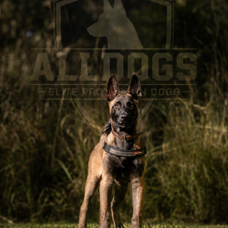 Belgian Malinois Protection Dog