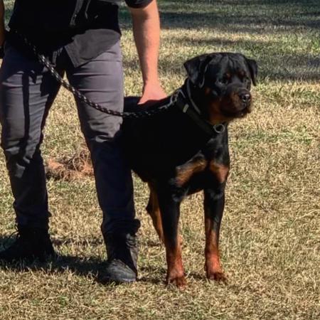 rottweiler protection dogs for sale