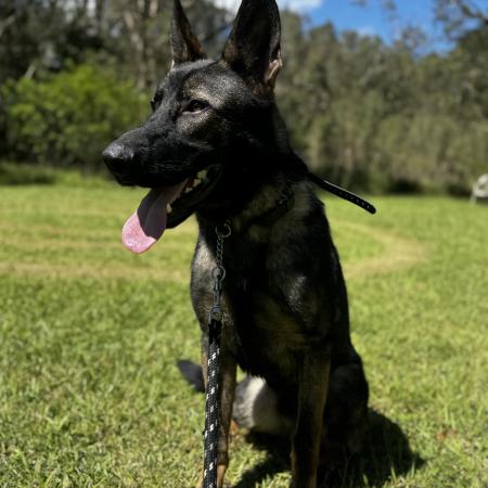 German Shepherd For Sale 