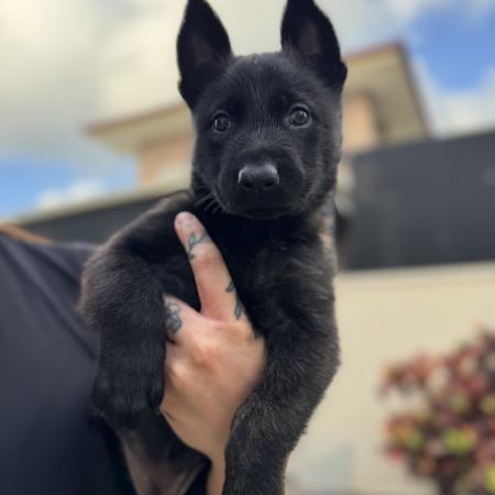 Dutch Shepherd Puppy