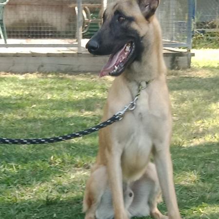 malinois working dog
