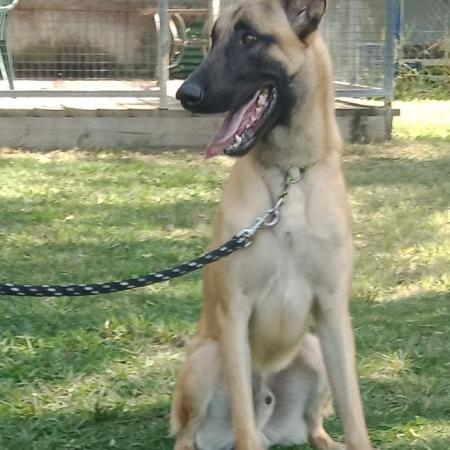 ODIN - 16 month entire male Belgian Malinois.   Odin is from quality working genetics and has passed our selection testing. Odin is currently training for level 3 security  in obedience, protection, and searching.