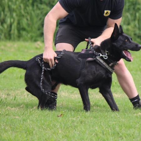 all black dutch shepherd