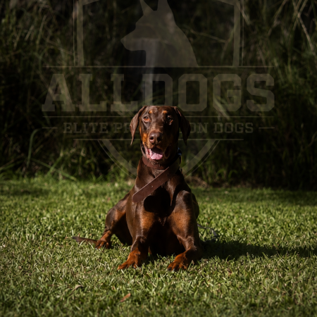 Doberman Protection Dog Australia