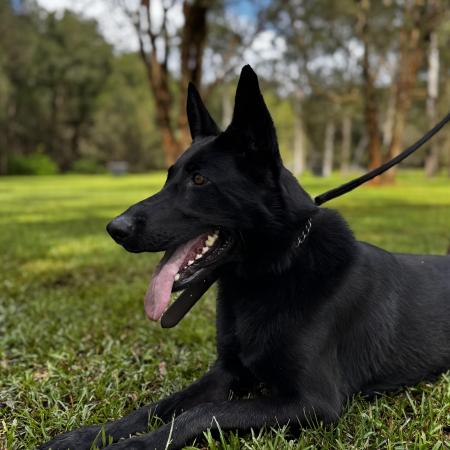 German Shepherd For Sale 