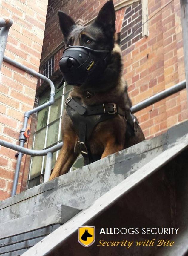 German Shepered guard dog