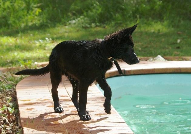 Beligian Malinios puppy beside pool