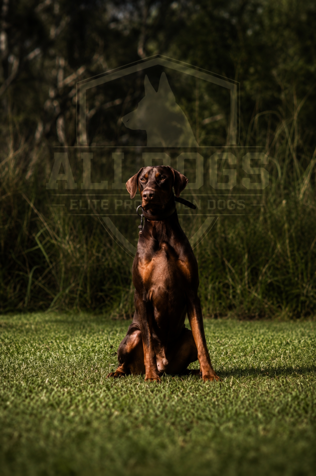 Doberman Guard Dog