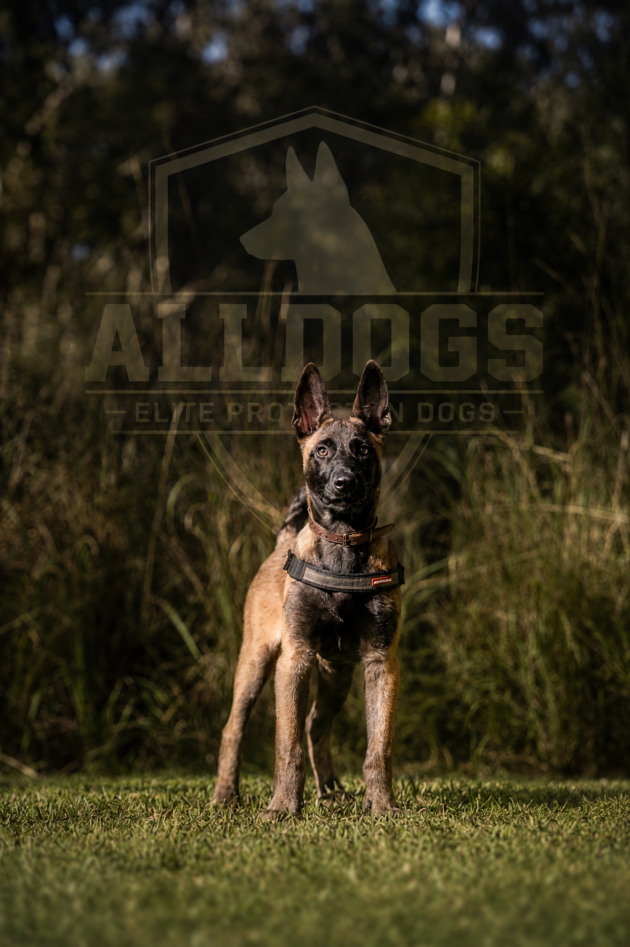 Belgian Malinois Protection Dog