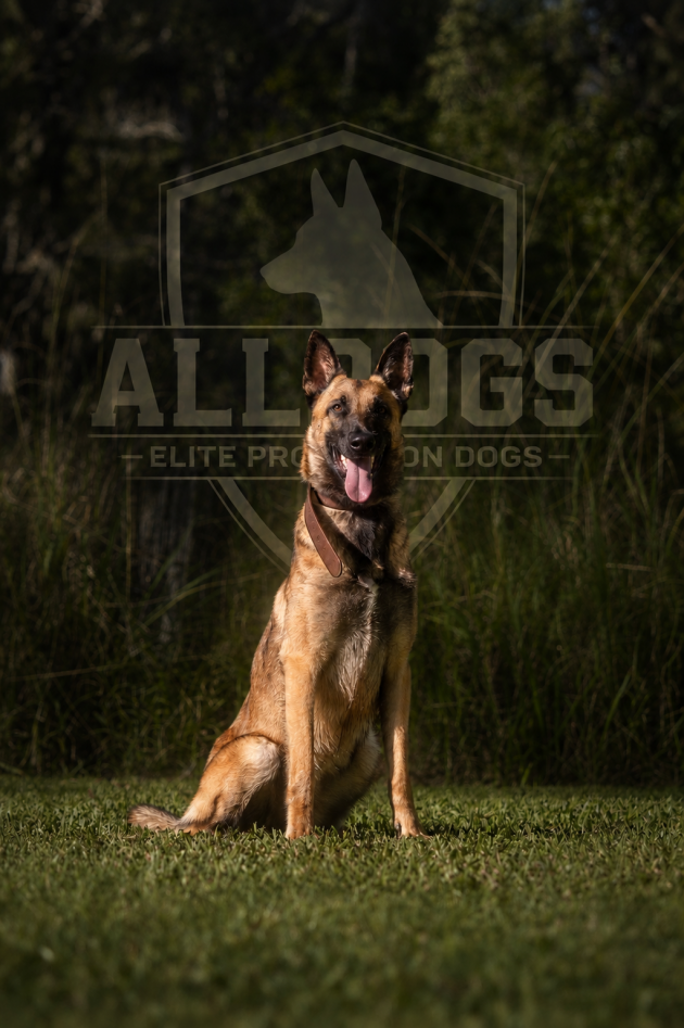 Belgian Malinois Protection Dog