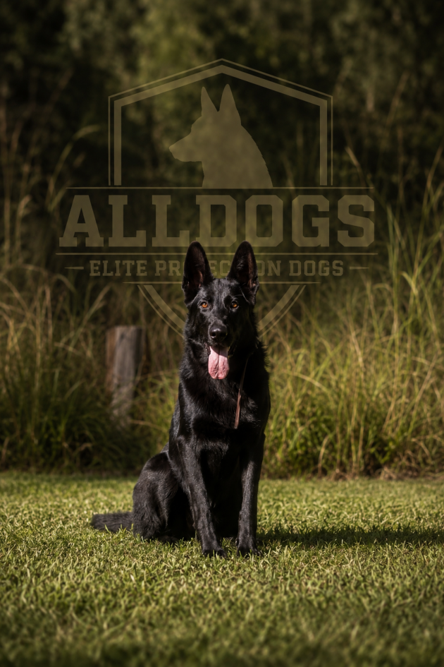 German Shepherd Protection Dog 