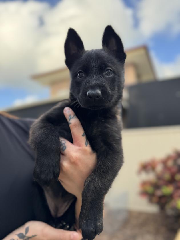 Dutch Shepherd Puppy