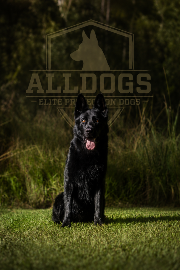 German Shepherd Protection Dog 