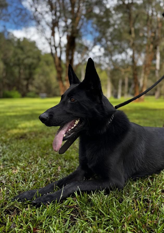 German Shepherd For Sale 