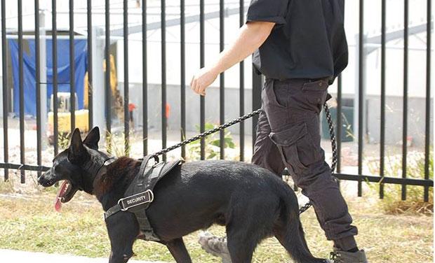 Officer walking security dog